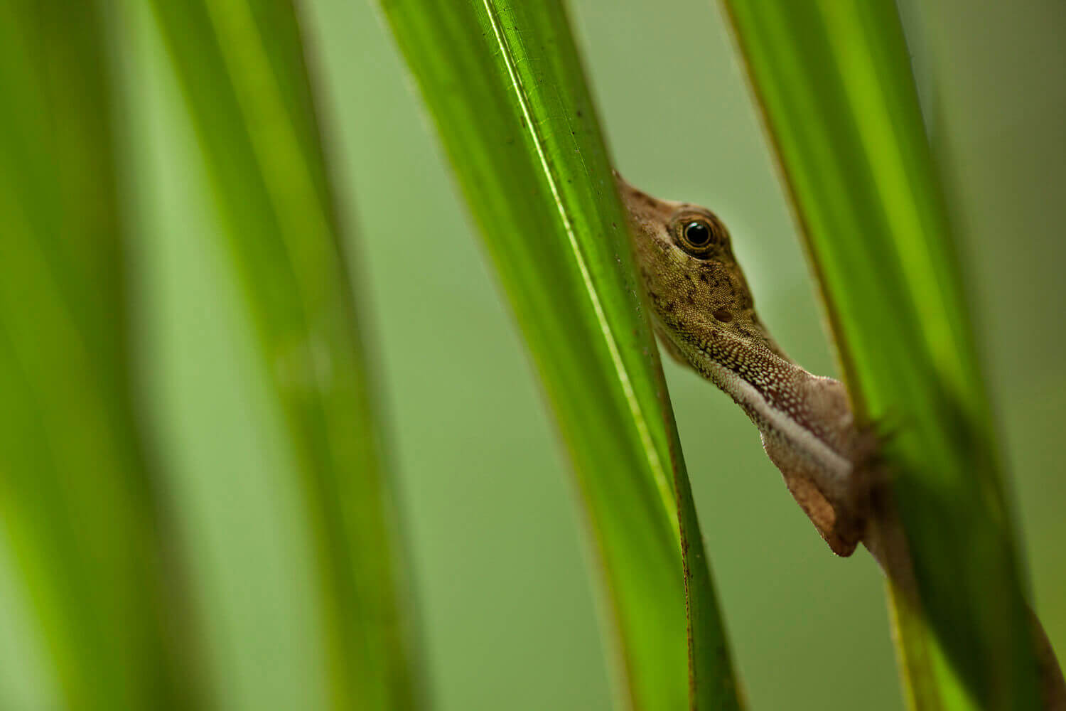 Travel to the Amazon